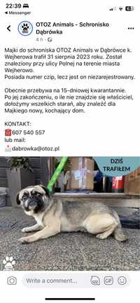 Pies znaleziony Wejherowo w typie mops mopsik