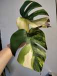 Monstera marmorata
