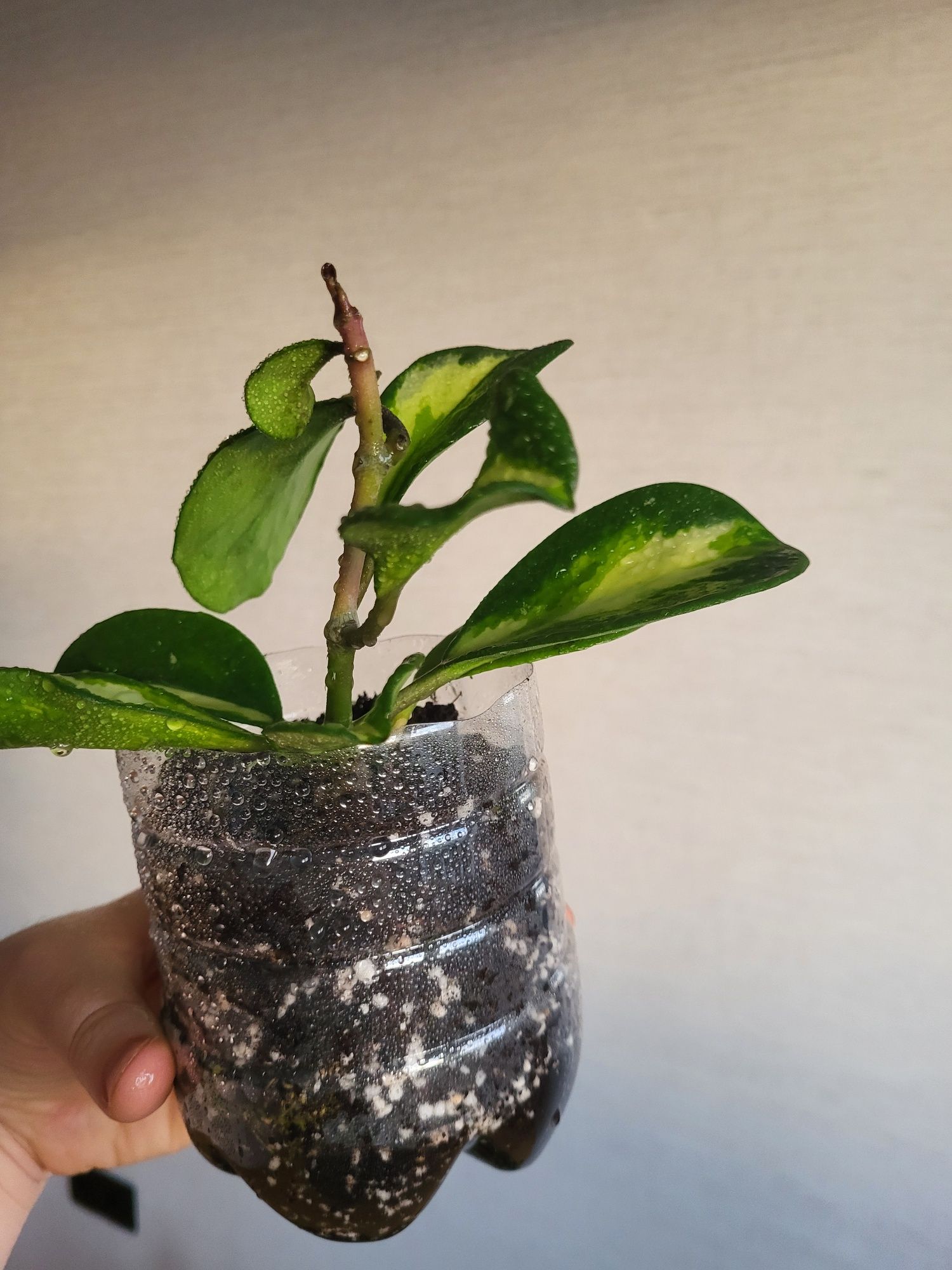 Hoya obovata variegata splash Хойя Обовата  варієгатна з сплешем