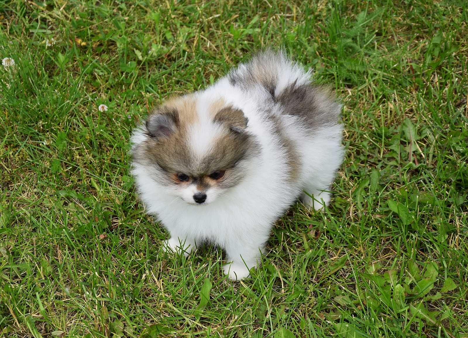 Nefryt - piesek Pomeranian parti color