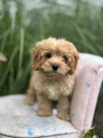 Piesek Cavapoo ;)