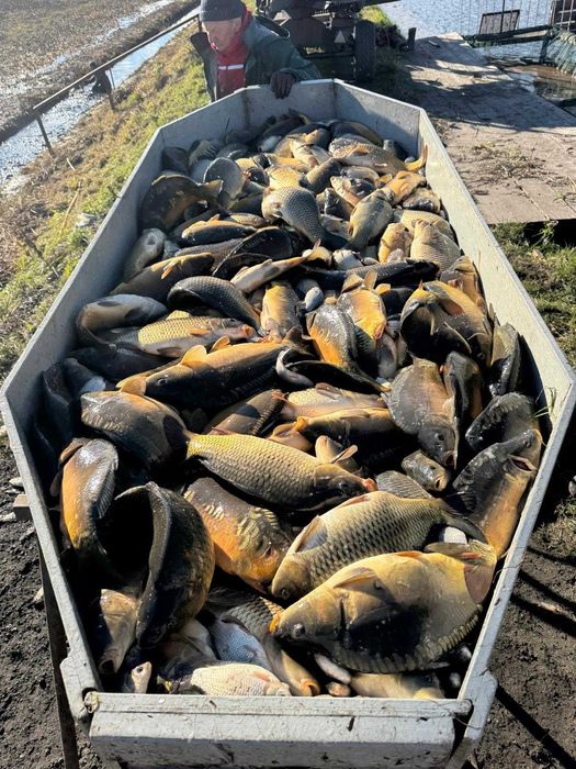 **Sprzedam Karpia i inne ryby do zarybienia stawów!**