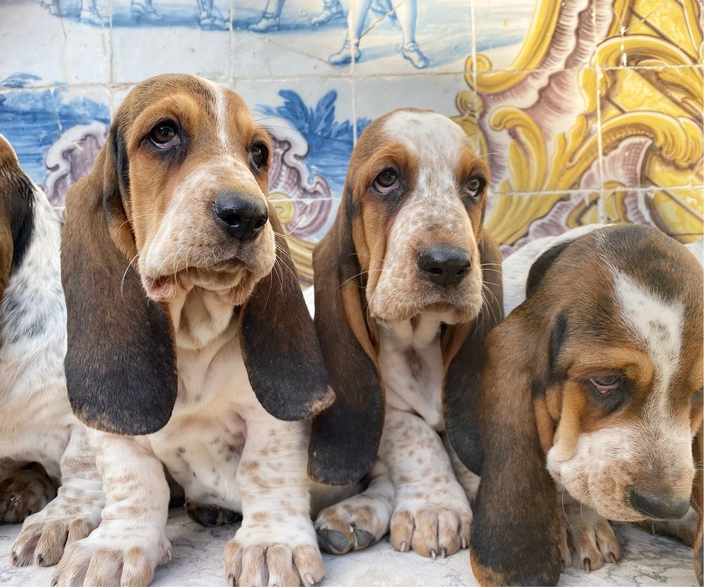 Basset Hound fêmea tricolor com pedigree e L.O.P.