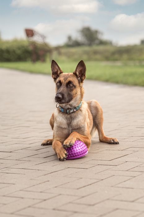 Кінолог Київ Дресирування Собак