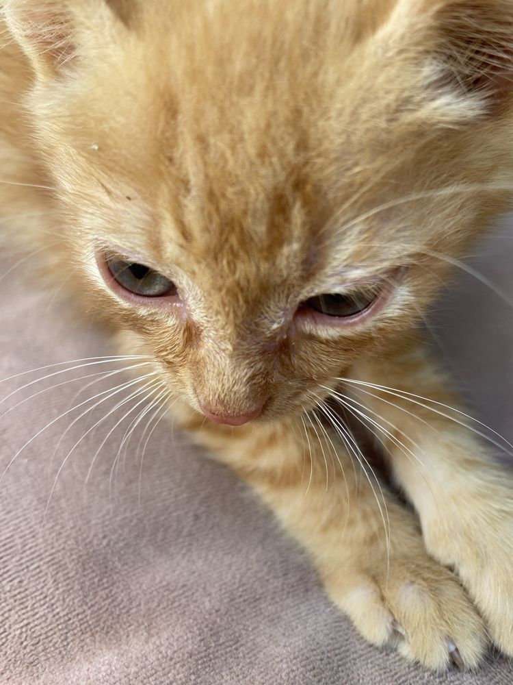 Котята 3 місяці хлопчик і дівчинка