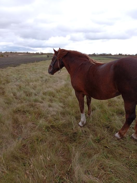 Продам кобилу 4 роки.