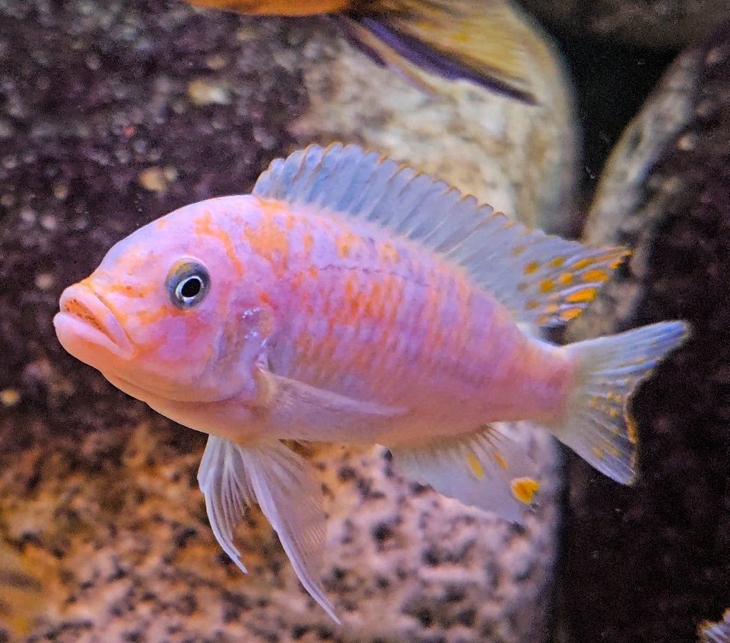 Metriaclima estherae Minos Reef