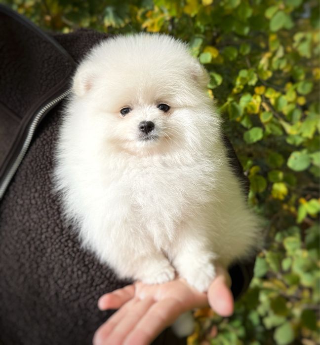 Samiec Pomeranian Szpic Miniaturowy Zkwp FCI Gotowy do zmiany domu