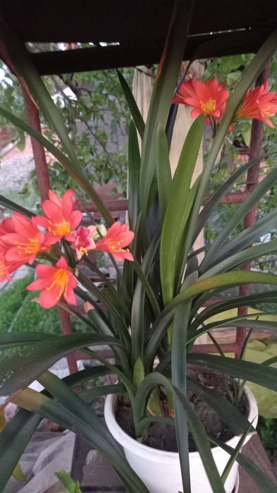 Шикарная красавица кливия