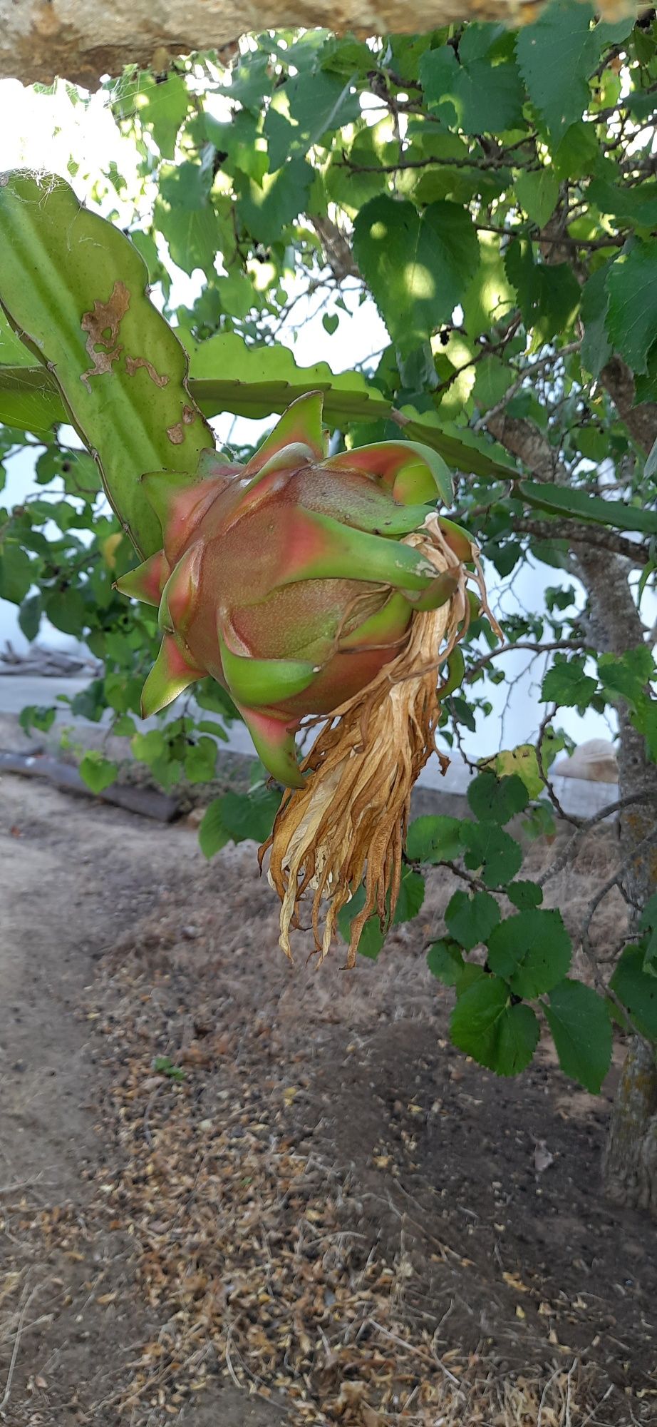 Podas de pitaya Hylocereus