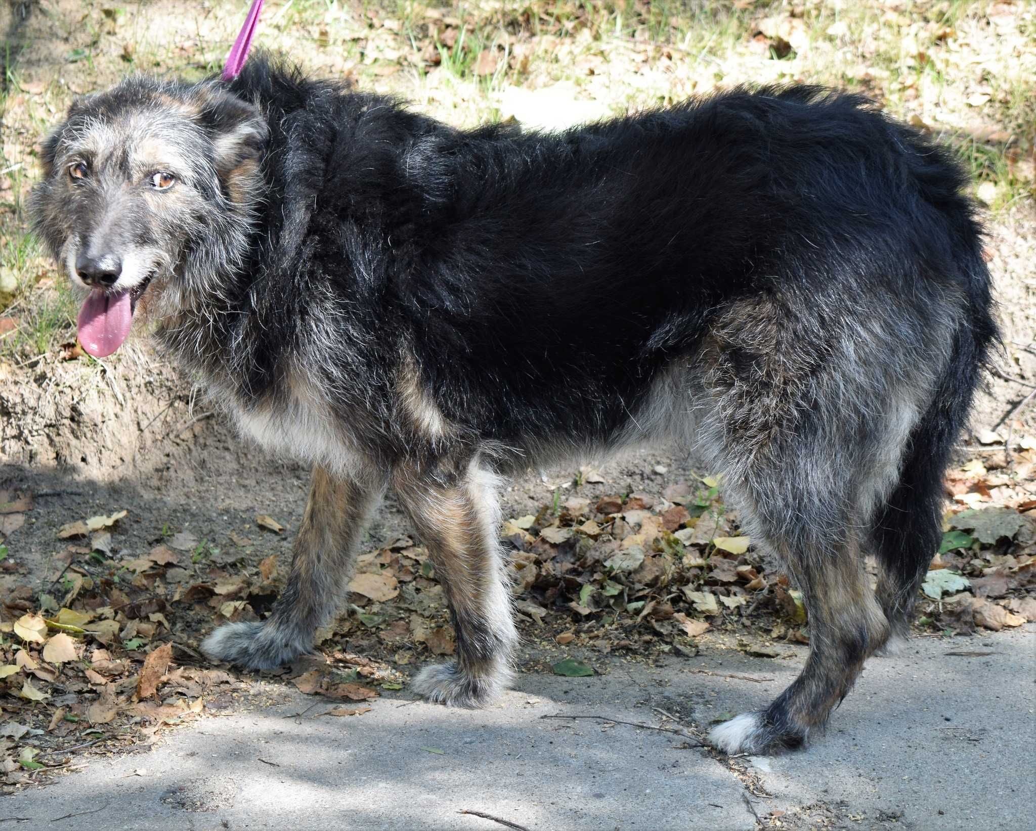 Dogi straszek też zasługuje na szczęście