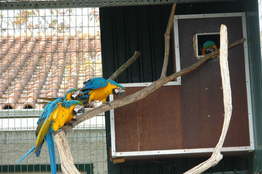 Ara Ararauna  azul e amarela