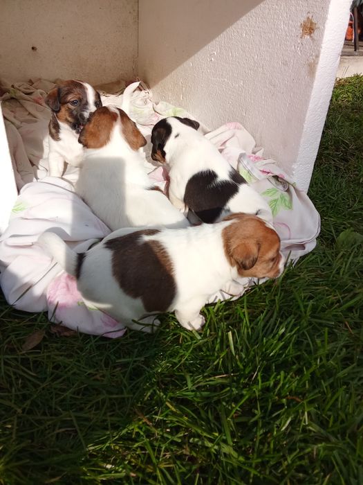 Джек Рассел тер'єр