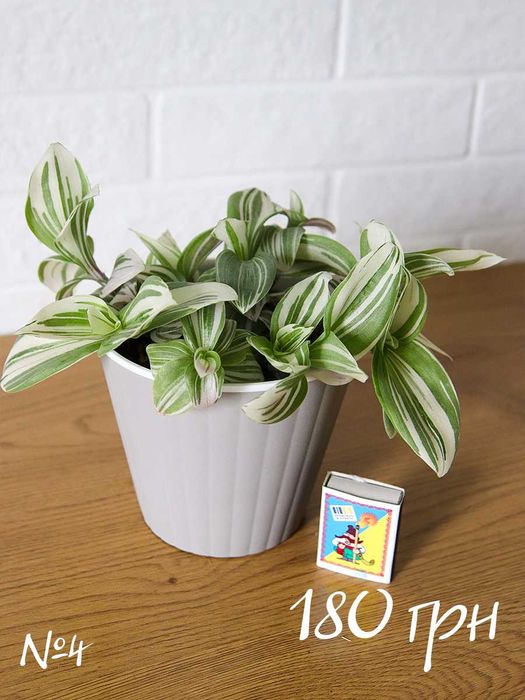 Традесканция Альбифлора Традесканція Альбіфлора Tradescantia albiflora