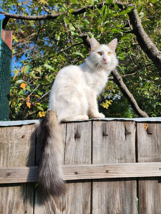 Двоє юних котиків в добрі руки