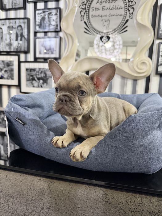 Bulldog Frances  menino lindo