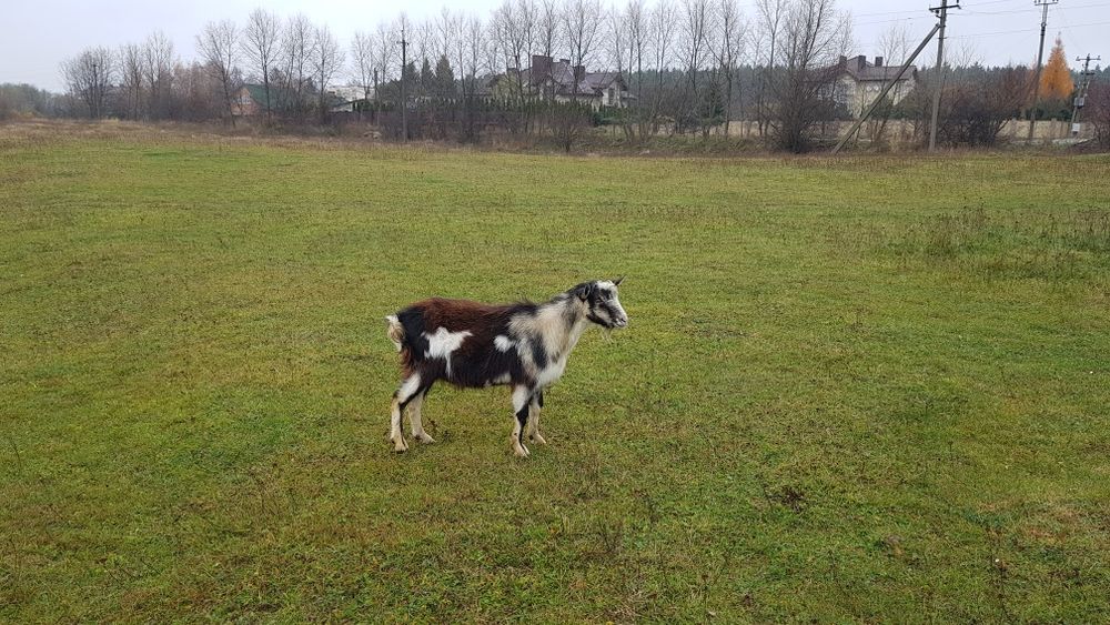Продам козли річного віку
