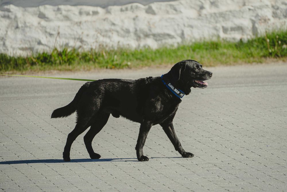 Serviço de PET siiting