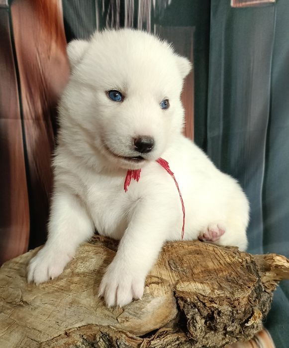 Siberian Husky FCI
