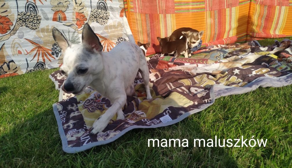 Suczka Chihuahua krótkowłosy
