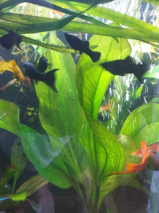 Echinodorus Devils Eye - Żabienica Diabelskie Oko.