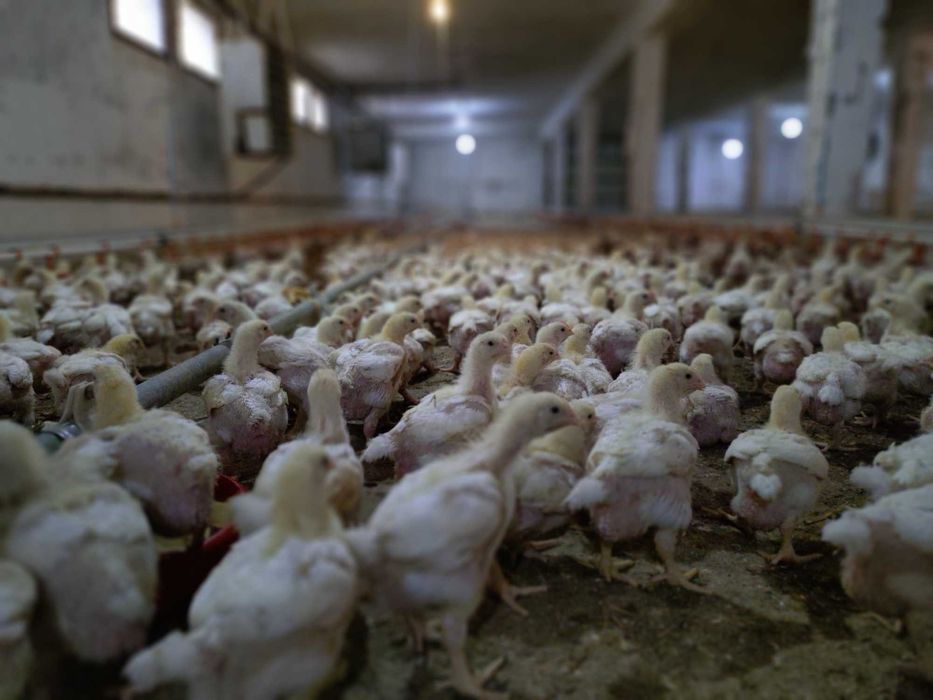 Kurczęta kurczaki brojlery