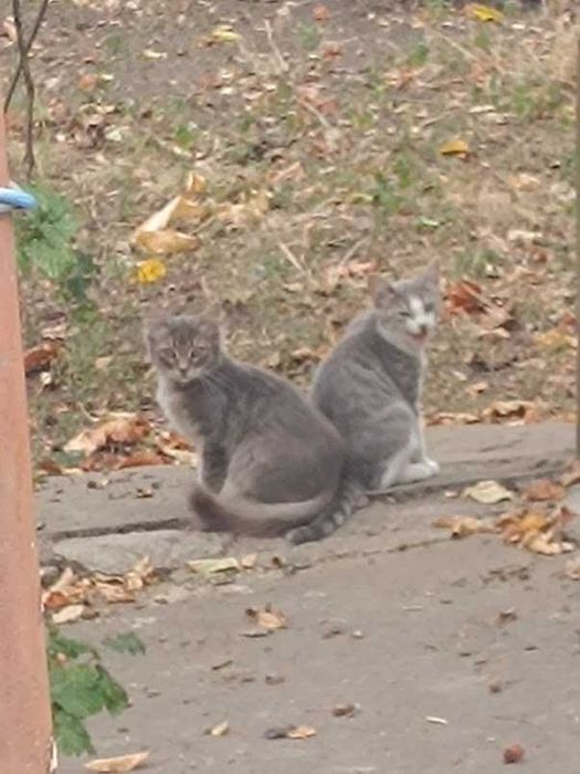 Красивые пушистые котята