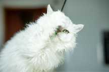 Koteczka selkirk rex