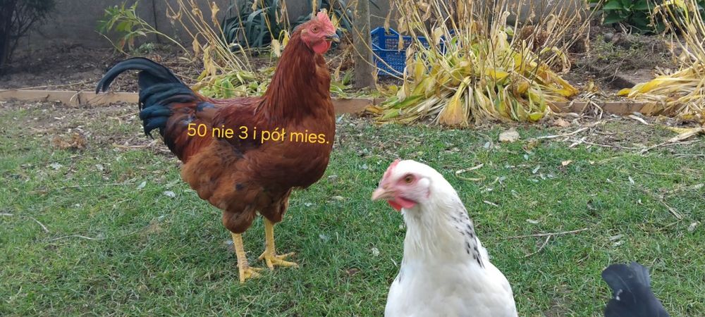 Sprzedam tegoroczne koguty w różnym wieku trzy karmazyn raz Amarok