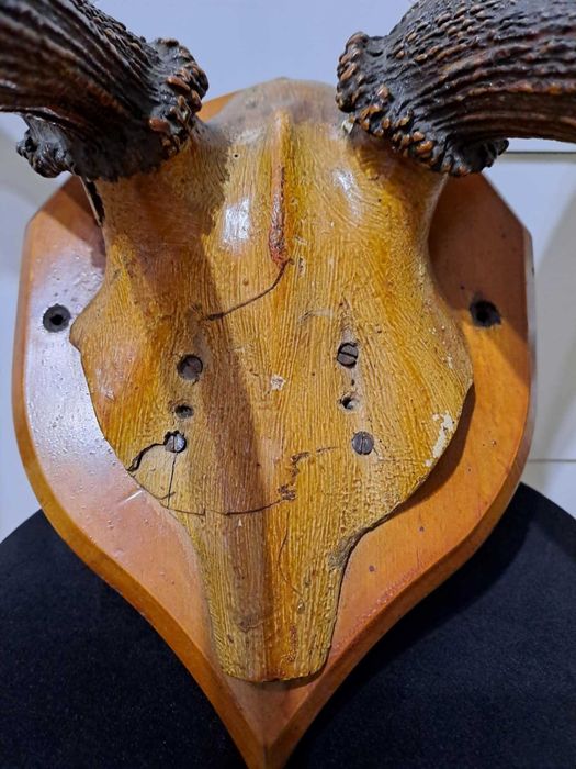 Poroże jelenia szlachetnego z czaszką