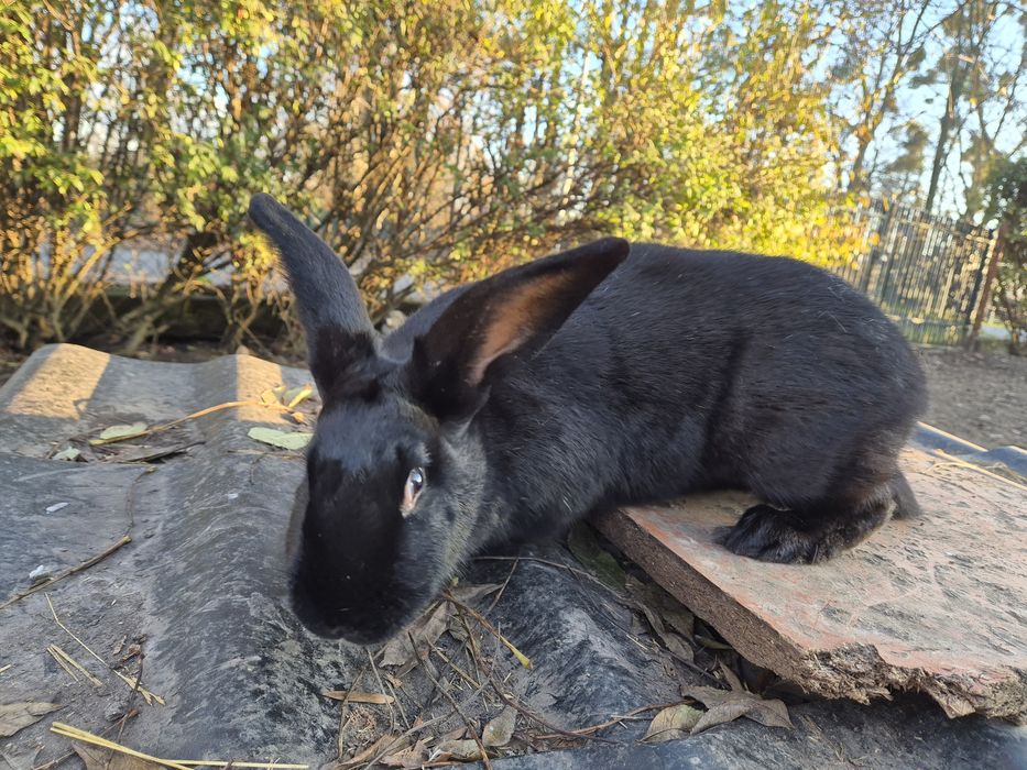 Sprzedam kotną samiczkę