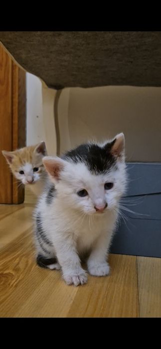 Kocięta do adopcji