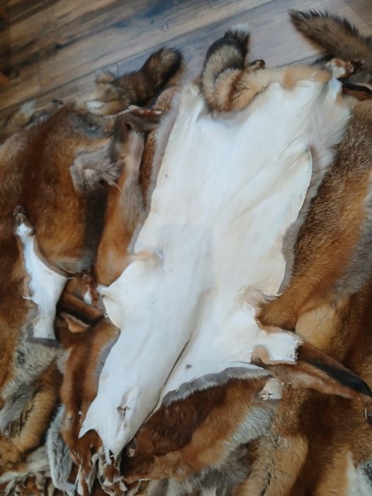 Skóry  z lisa garbowane