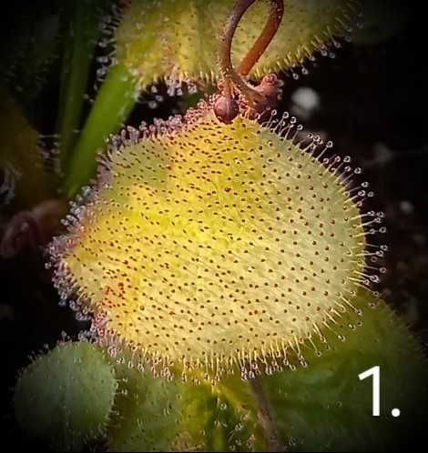 Rosiczka roślina owadożerna mięsożerna Drosera Andromeda prolifera