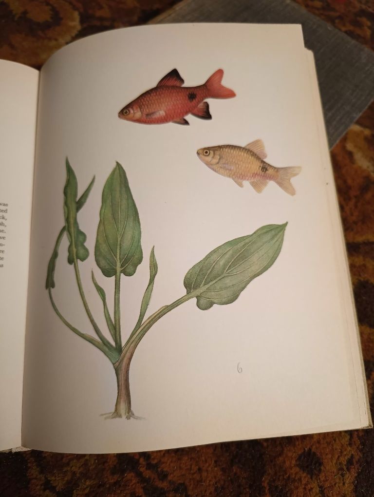 Ryby akwariowe i rośliny w języku angielskim
