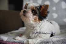biewer yorkshire terrier suczka  rodowód ZKwP / FCI