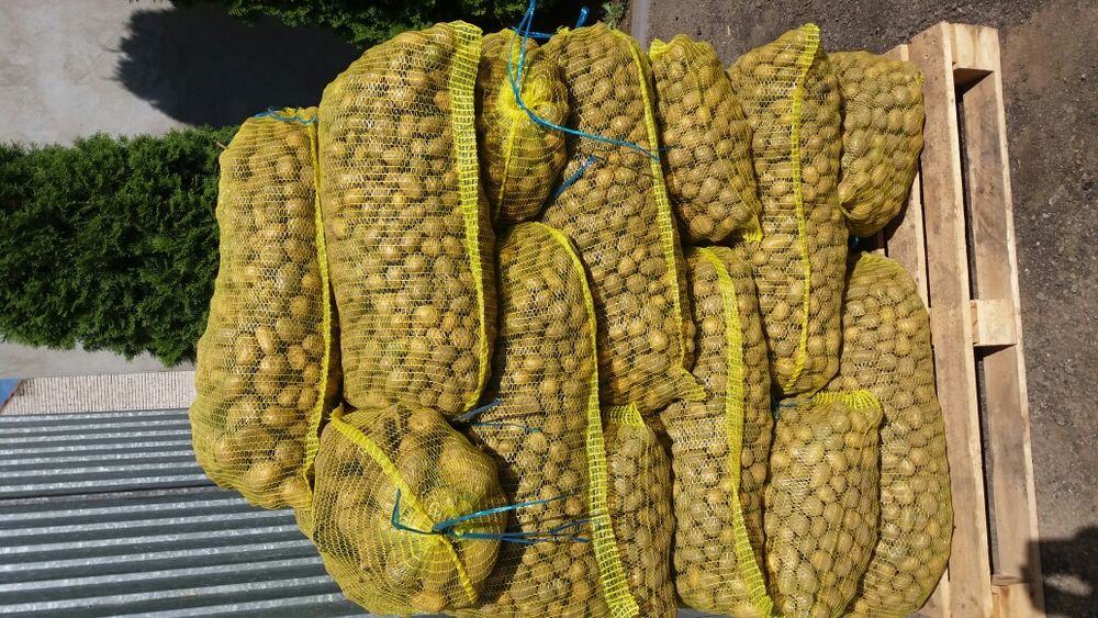 Ziemniaki paszowe odpadowe drobne