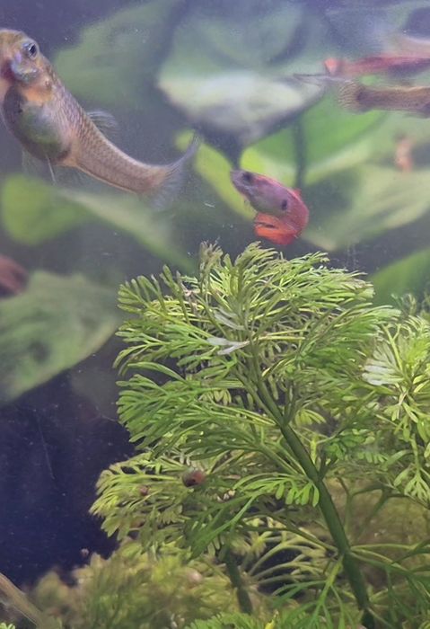Guppys e plantas aquáticas