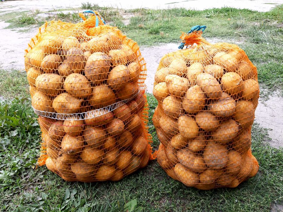 Ziemniaki lilly, żółte