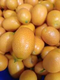 Laranjas Kumquat 100% biológicas
