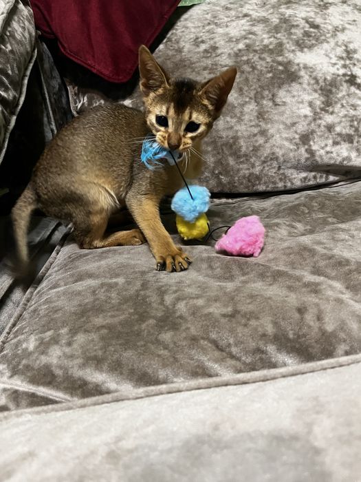 Кошенята абіссинська порода, абби, абиссины