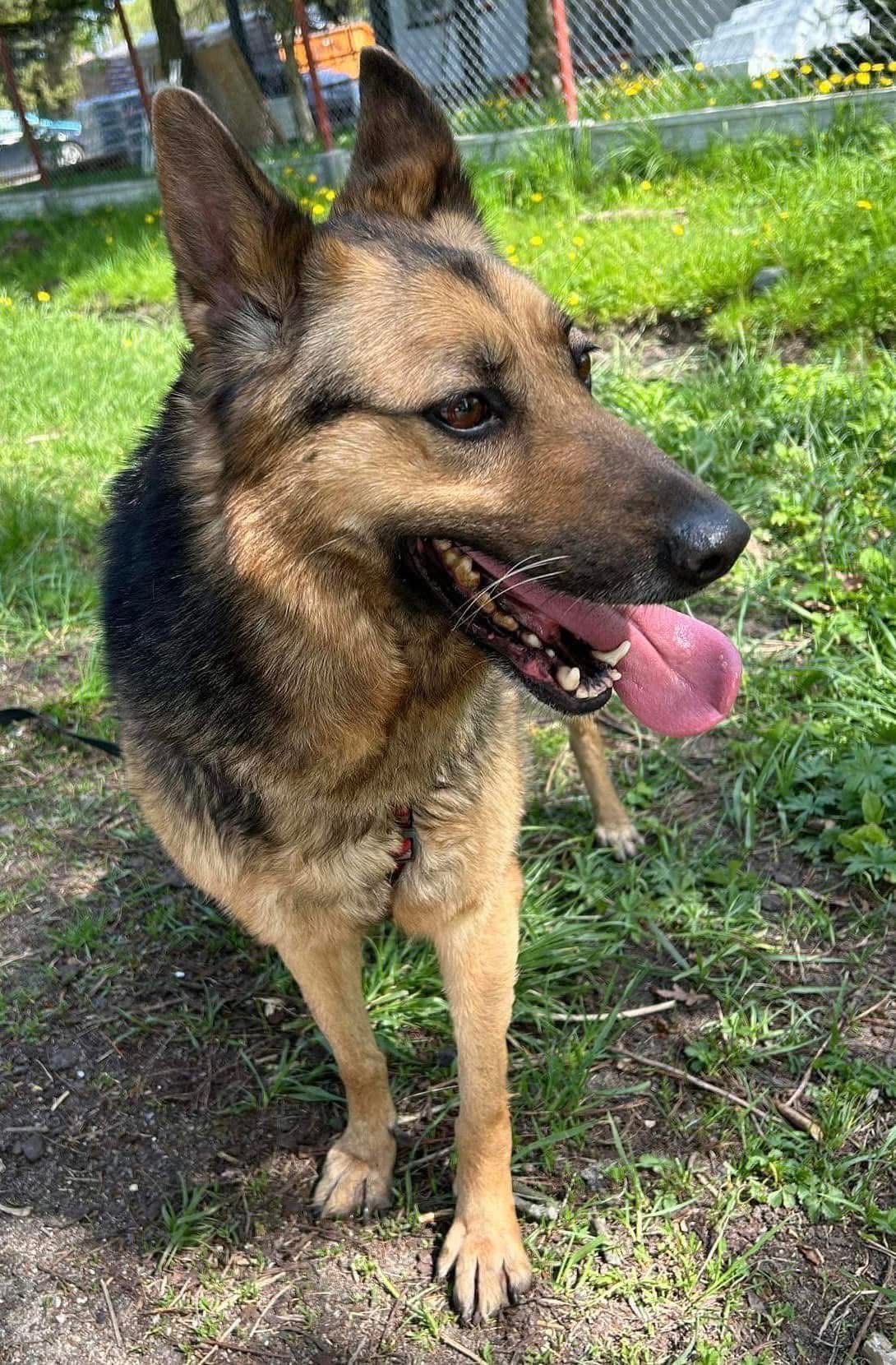 Sunia owczarek niemiecki do adopcji!