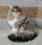 Сибирский котик Яша