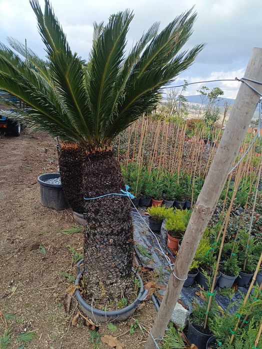 Sica/ Cyca para jardim