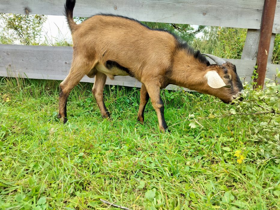 Англо-Нубійський цап, козел