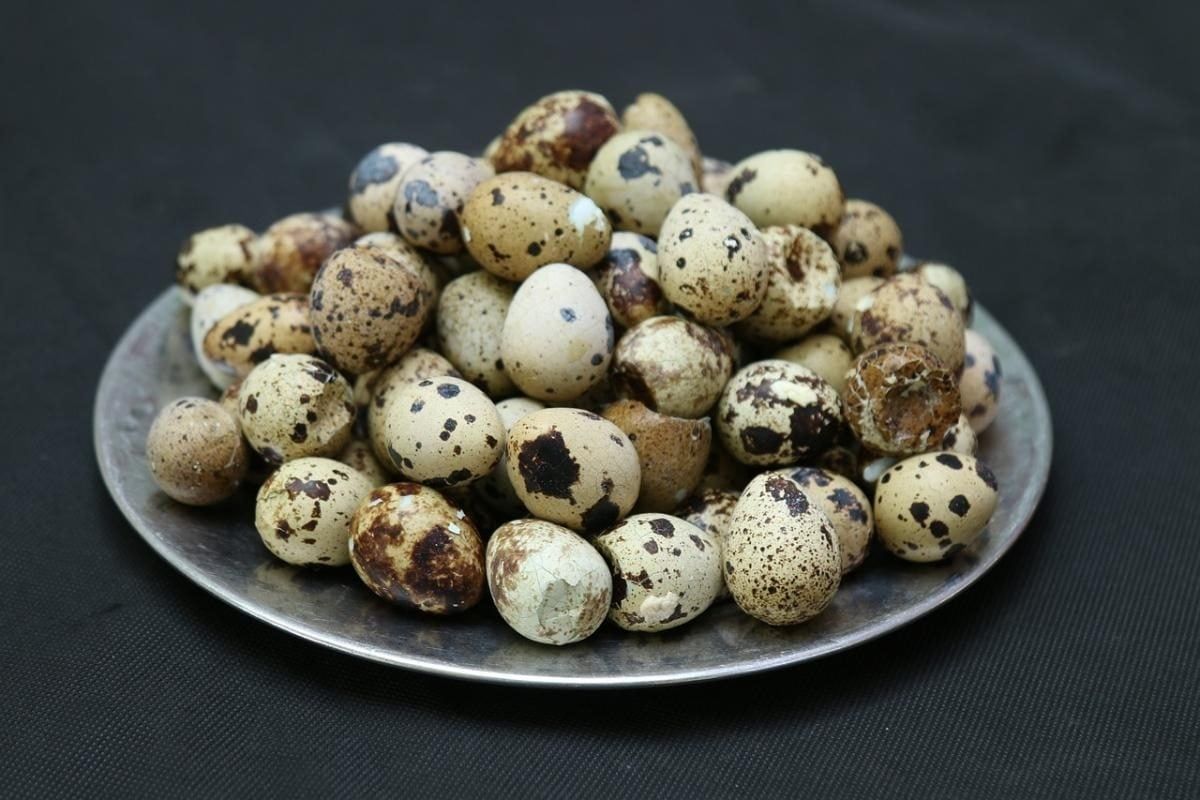 Перепелині яйця інкубаційні та харчові