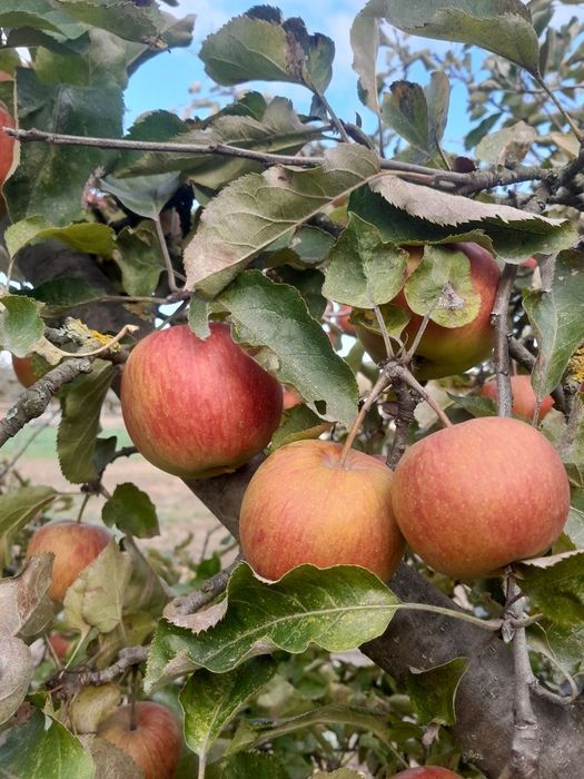 Jabłka eko różne odmiany wysyłka