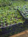Relva Brasileira Bom Preço/Plantas/Jardim