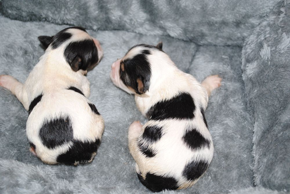 Малята біверята до Нового Року