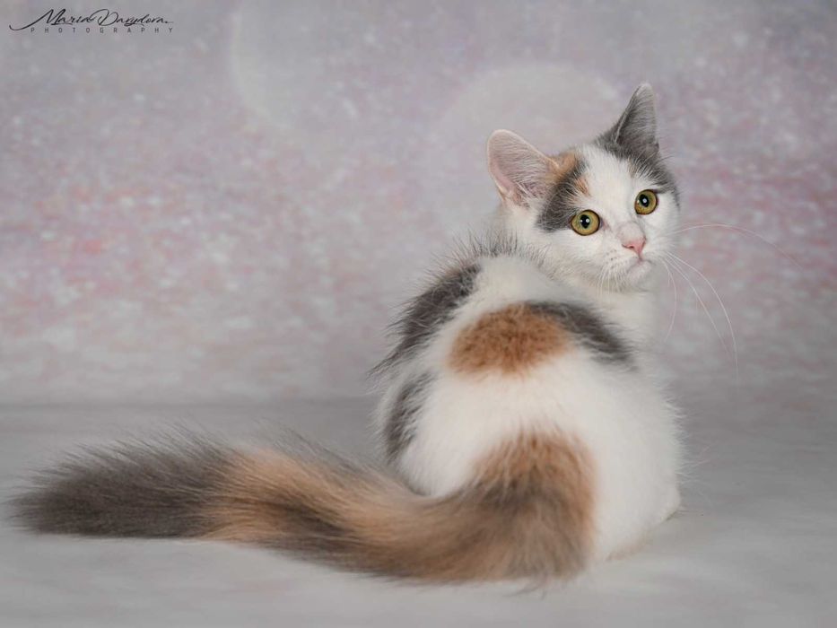 Черепахова Манчкін дівчинка на ім"я Йота